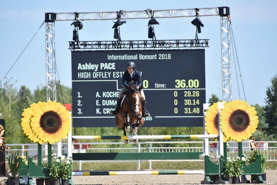 Olympic Horses For Sale